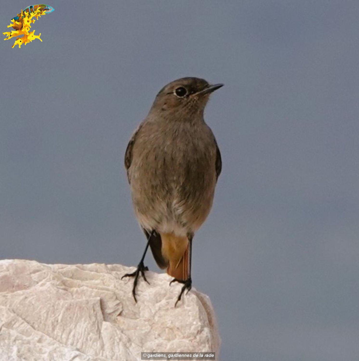 zRouge queue 02308342r