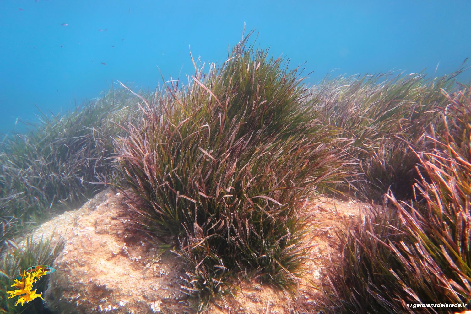 z04 Posidonies IMG 2769