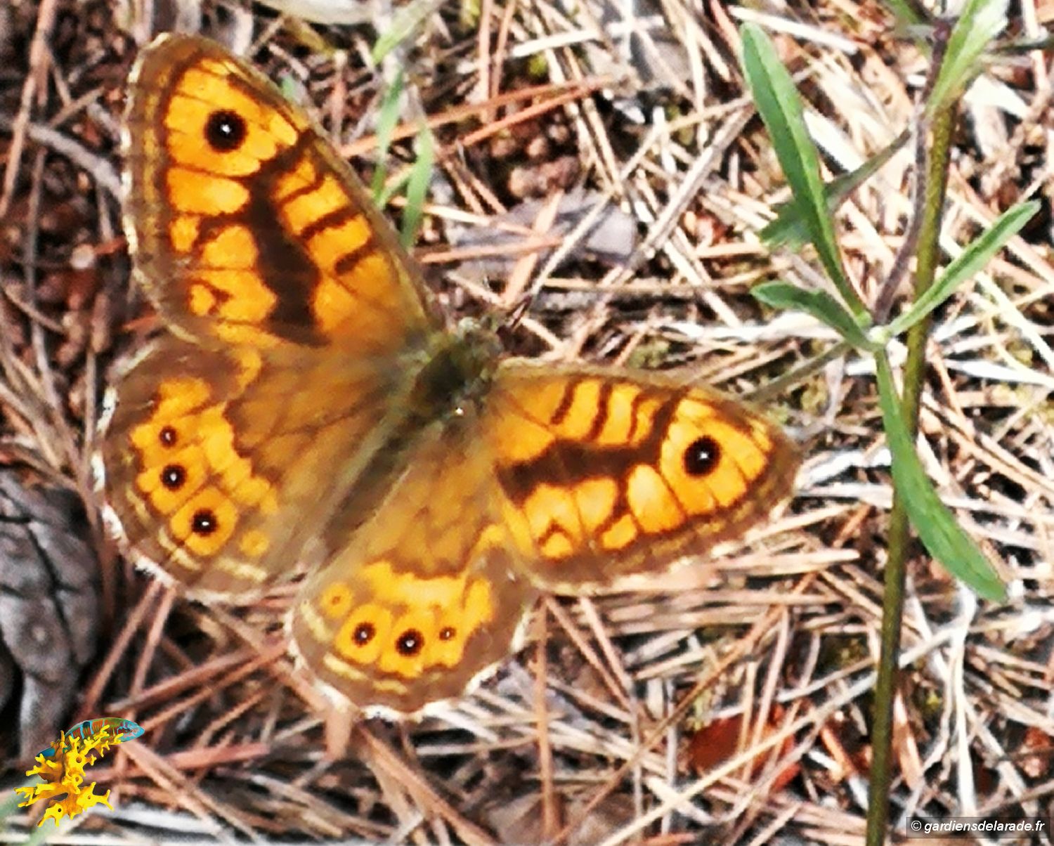 z03 male IMG 20180916 103556