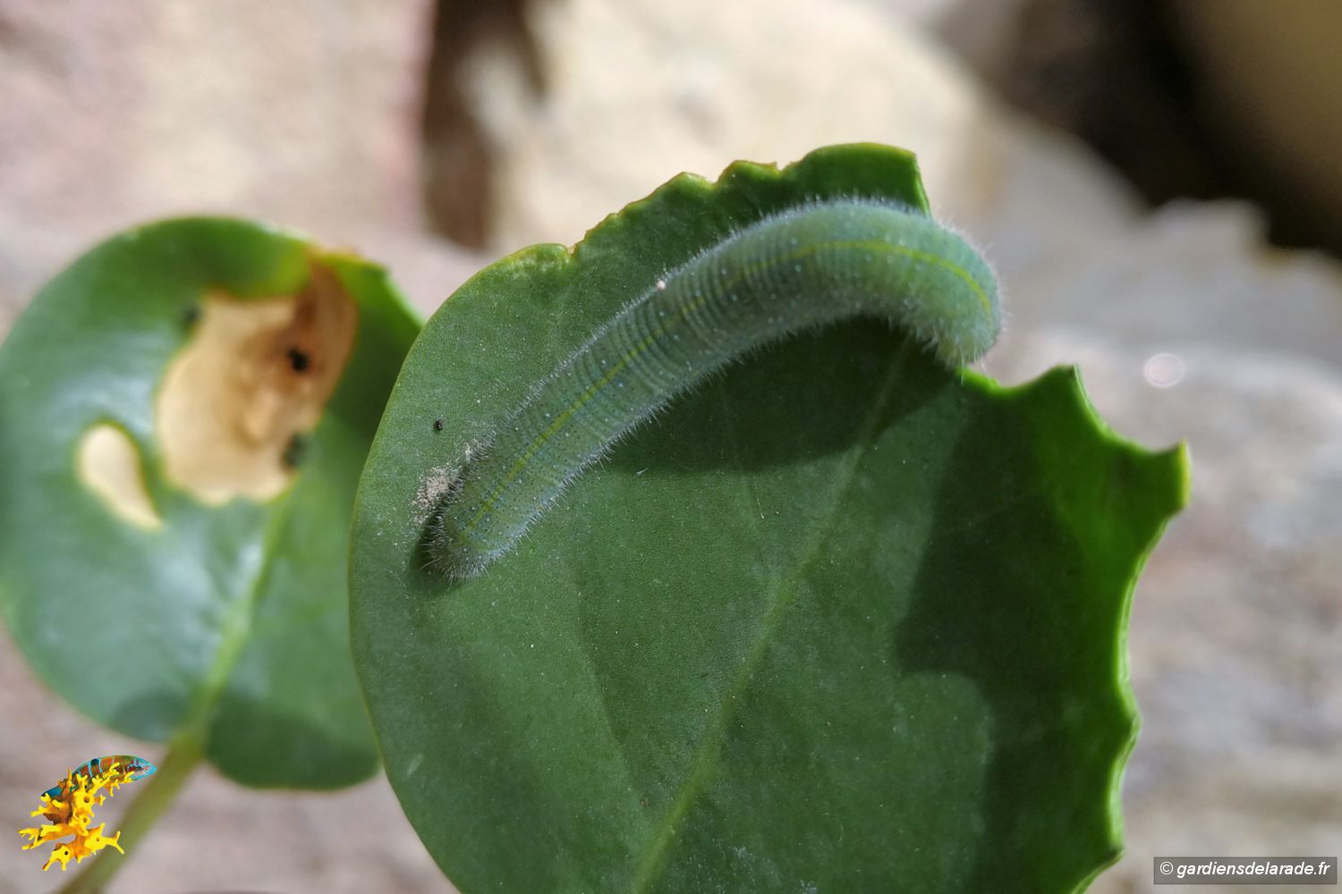 z04 Chenille IMG 20170919 113717