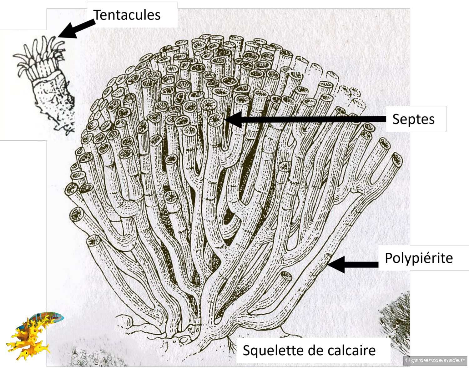 z03 Cladocore Dessin
