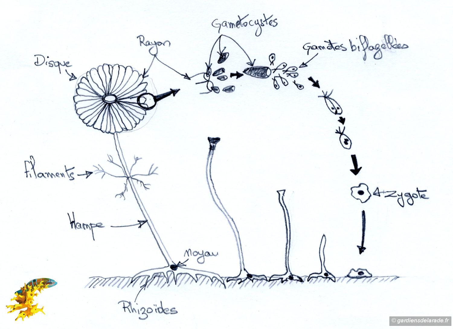 z003a Acetabularia 004